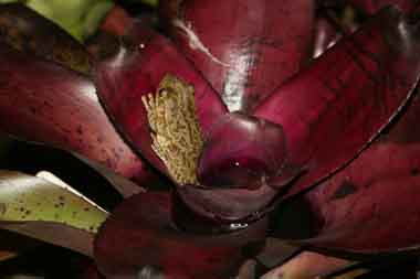 frog on a bromeliad