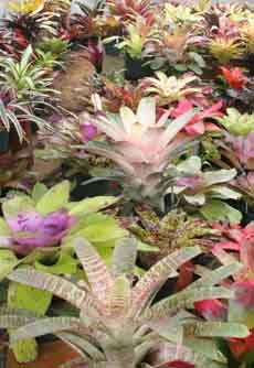 group of bromeliad plants