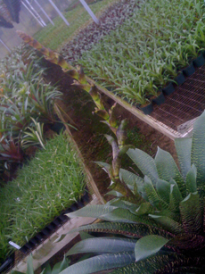 bromeliad care in greenhouse