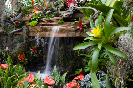 bromeliad plants at extravaganza waterfall